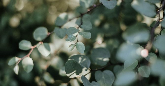 My Path to Becoming a Traditional Chinese Medicine Practitioner image